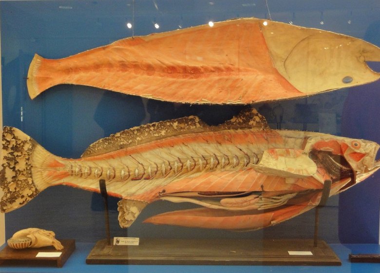 Musée de l’Ecorché d’Anatomie du Neubourg